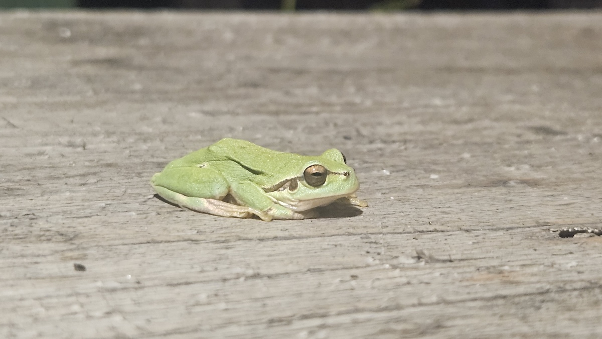 Frog