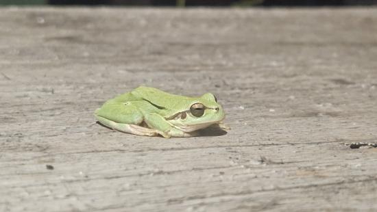 Frog